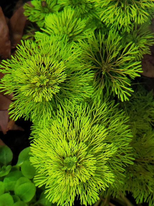 Limnophila sessiliflora- roślina do akwarium