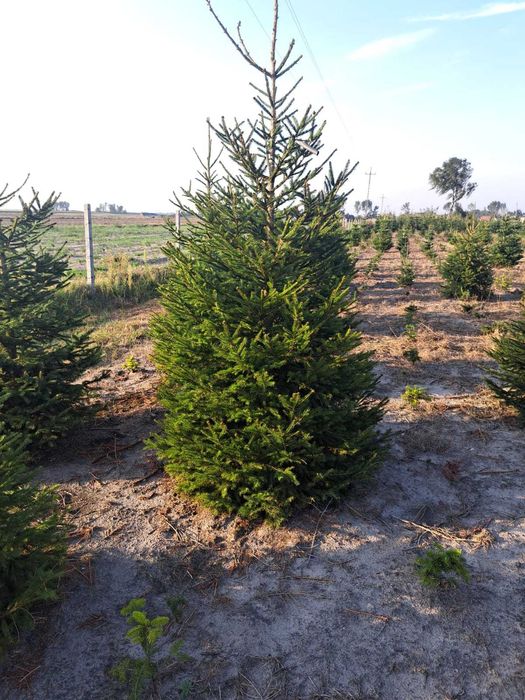 Jodła kaukaska choinki