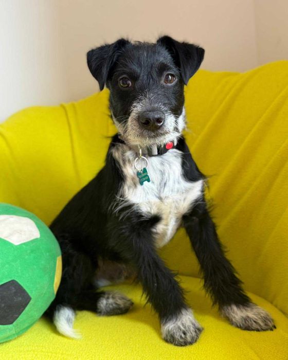 Dexter - szczeniak do adopcji!