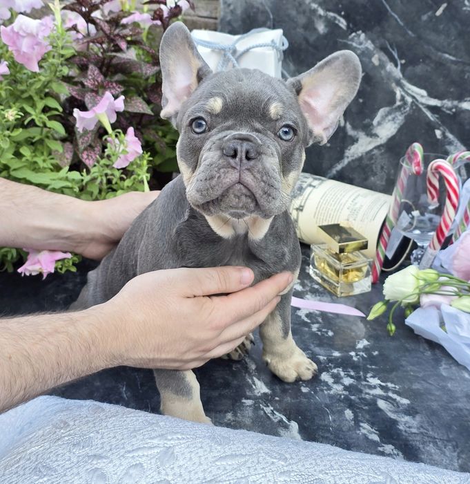 Неймовірна крихітка ніжних відтінків LILAC TAN