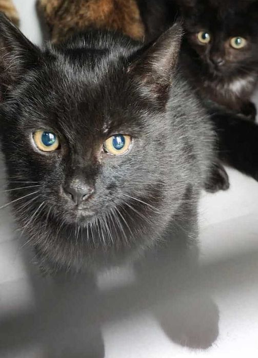 3 kocięta do adopcji