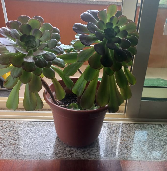 Planta com vaso em ótimo estado