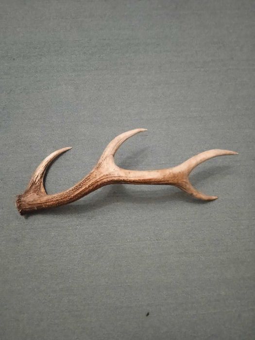 Рог  рога оленя  2025