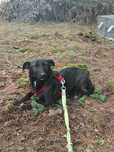 Liza - NIEDUŻA (10kg), wesoła, aktywna- dowóz w Polsce