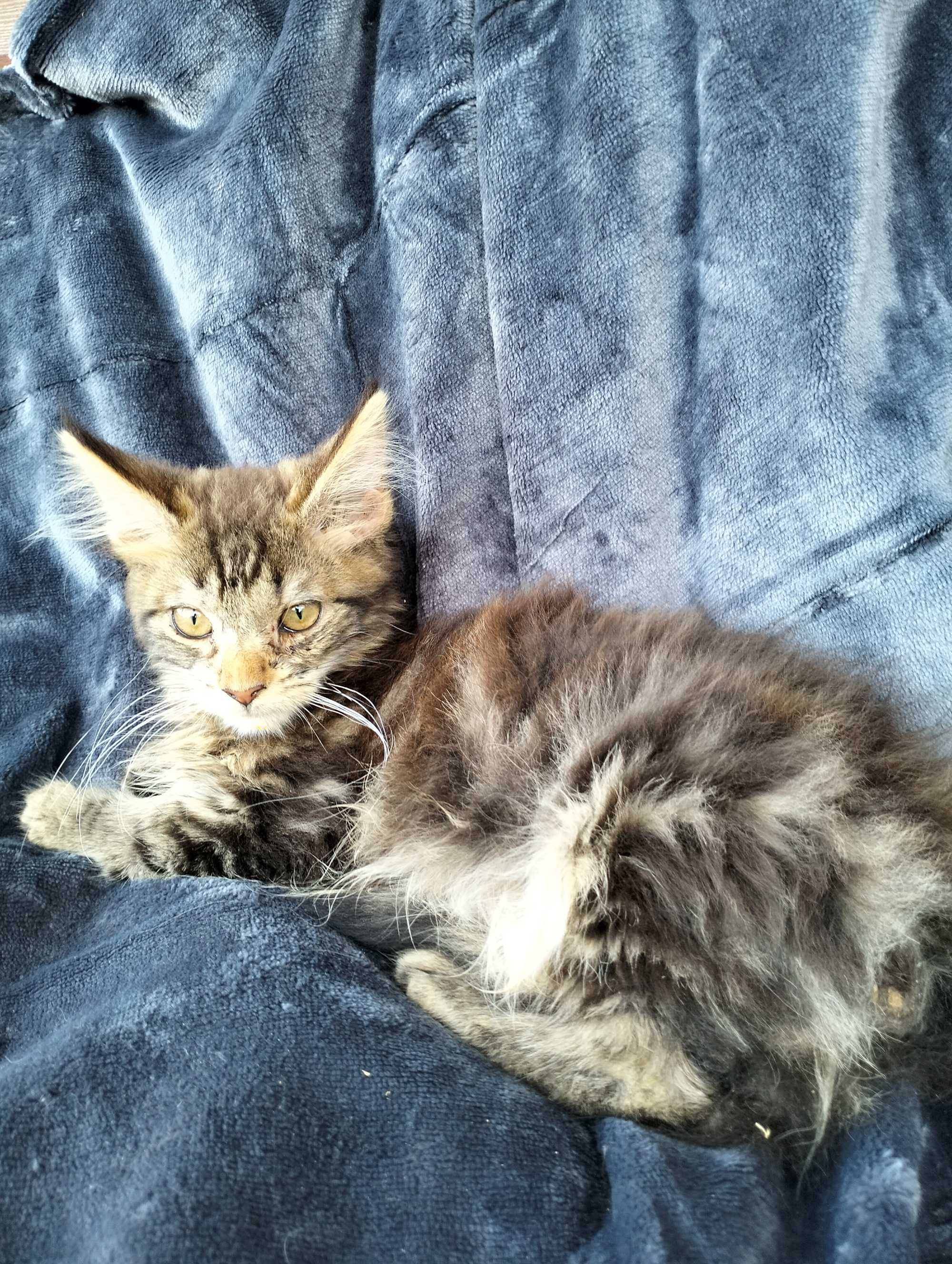 Śliczna kotka Maine coon