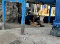 Cachorro de pastor alemão com LOP