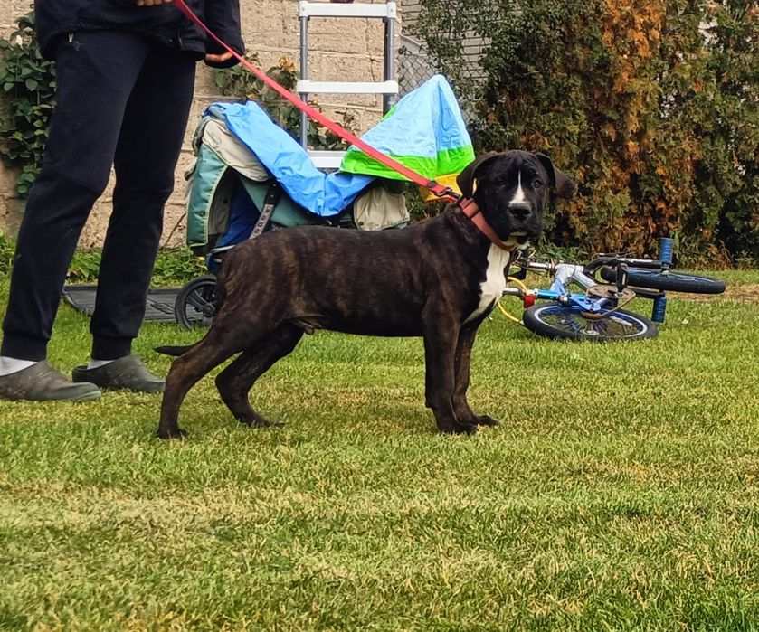Szczeniaki bandog - cane corso dog argentyński mastino presa tosa