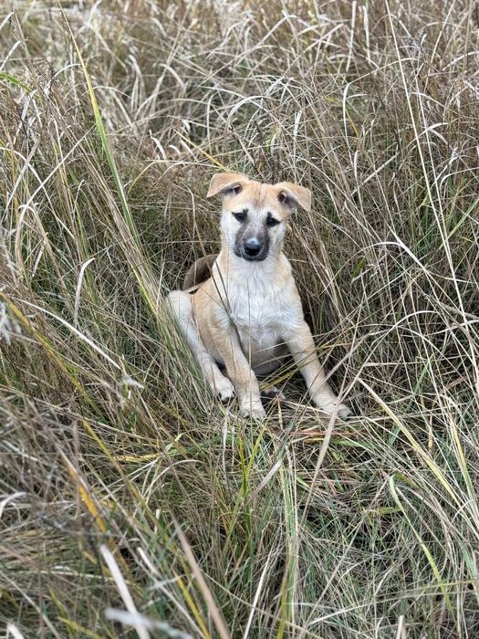 Цуценя в сімʼю!!!малі на вулиці