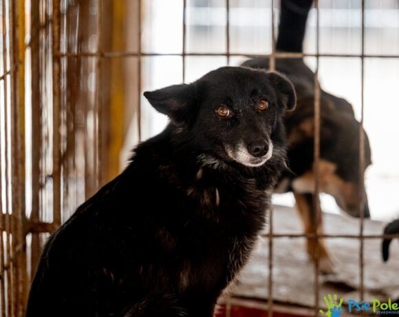 Młoda sunia FAJERWERKA szuka domku!