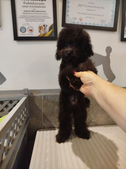 Pudel toy/miniatura czarny piesek