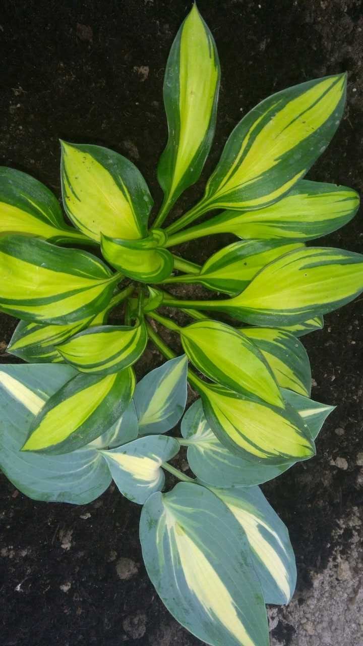 funkia hosta odmiany, rośliny cieniolubne