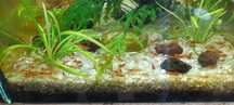 Krewetki NEOCARIDINA 2zł