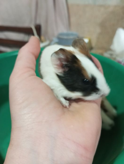 Продам морских свинок