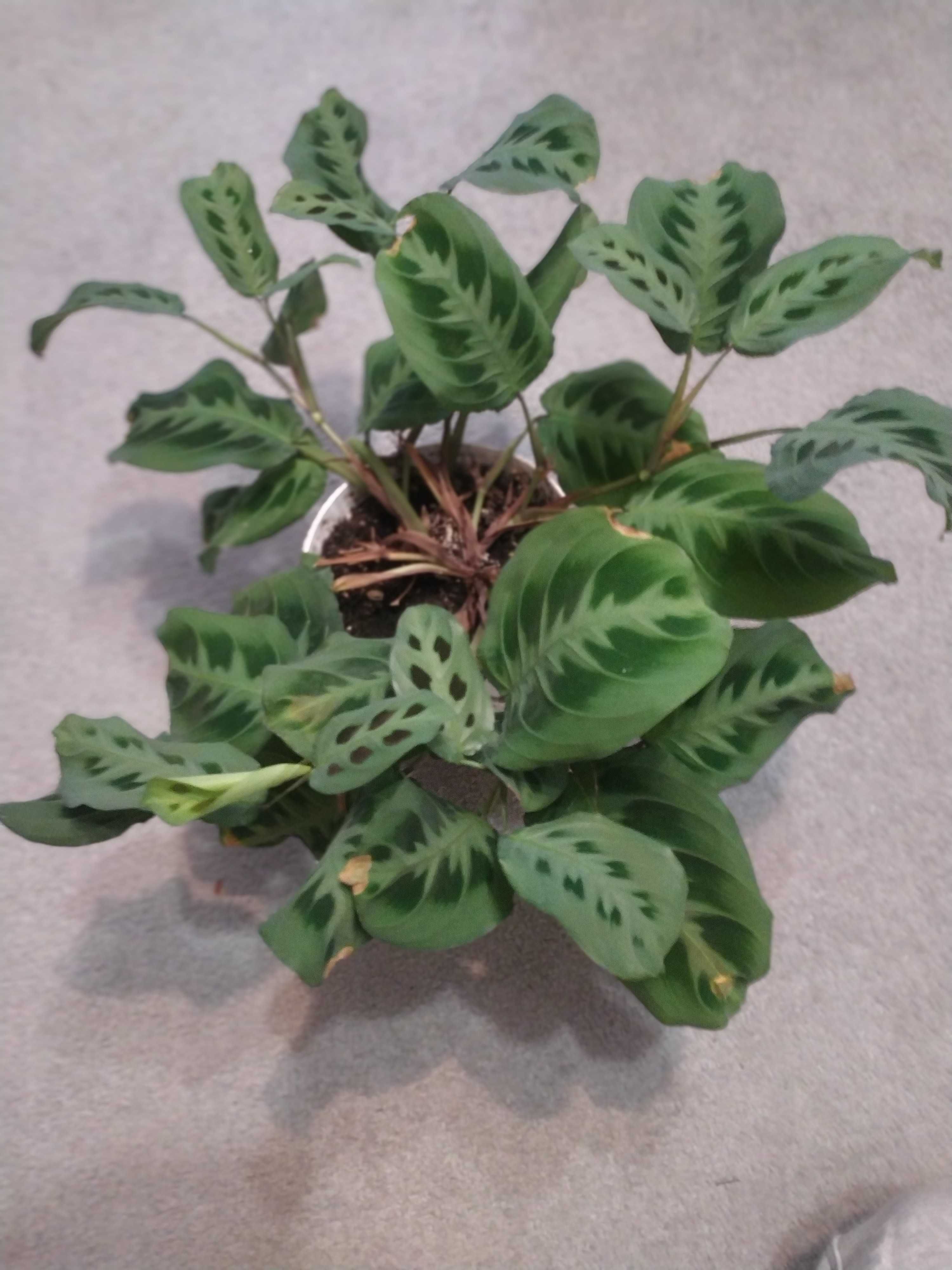 Maranta leuconeura