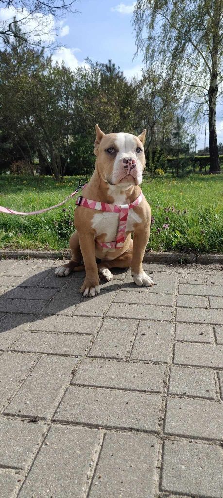 American Bully Standard/Classic Sunia