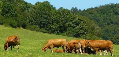 opasy byki byczki bydło  karma przysmak