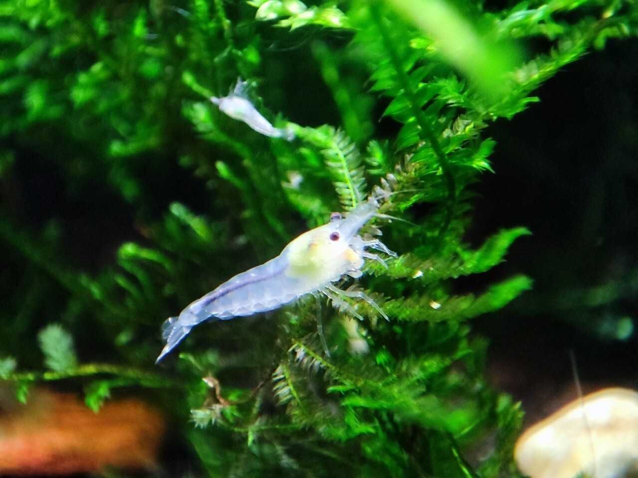 Super cena Krewetki white pearl, neocardina biała