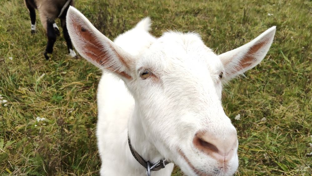 Sprzedam kozy do dalszej chodwli