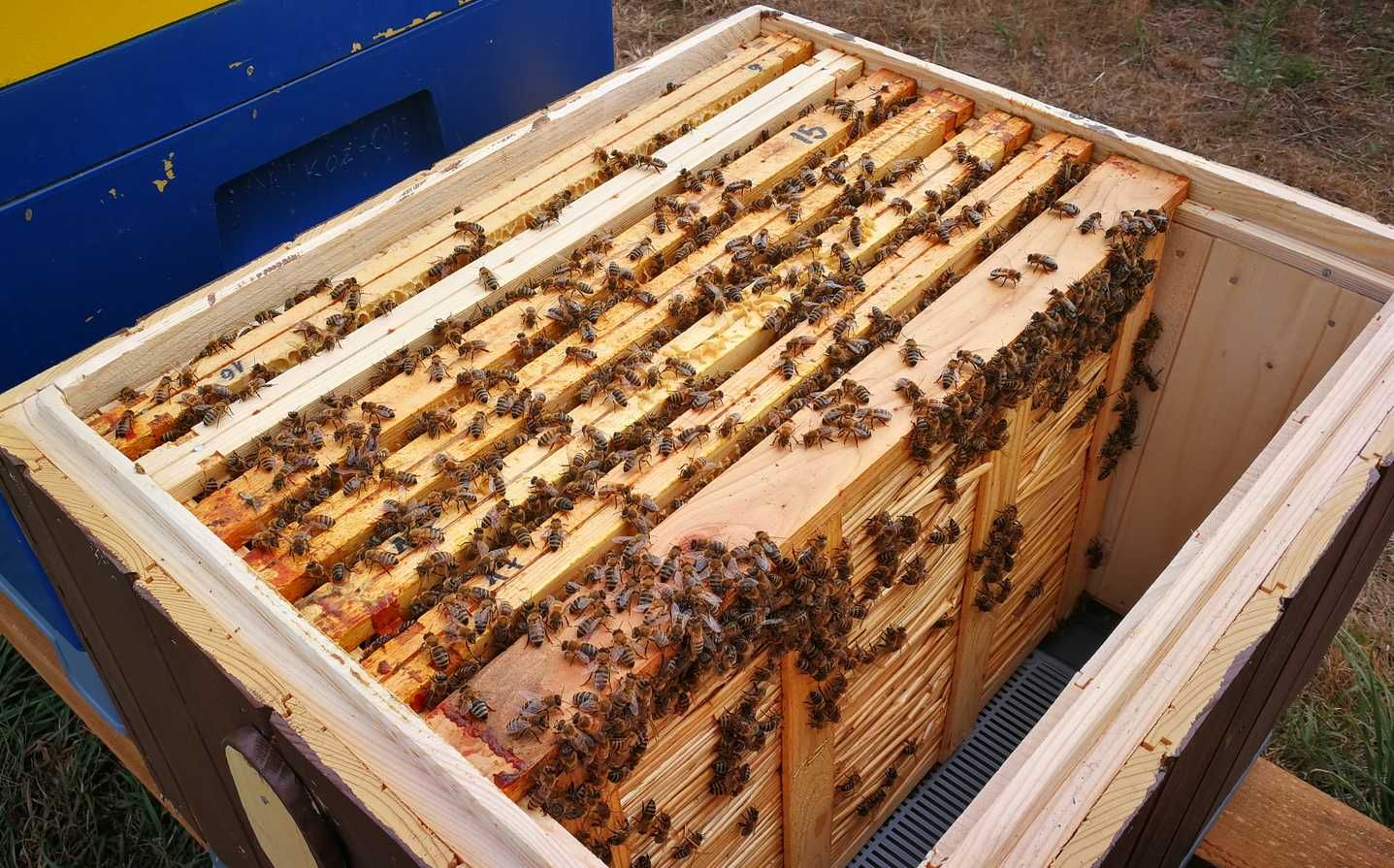 Rodziny pszczele na ramce warszawski poszerzany