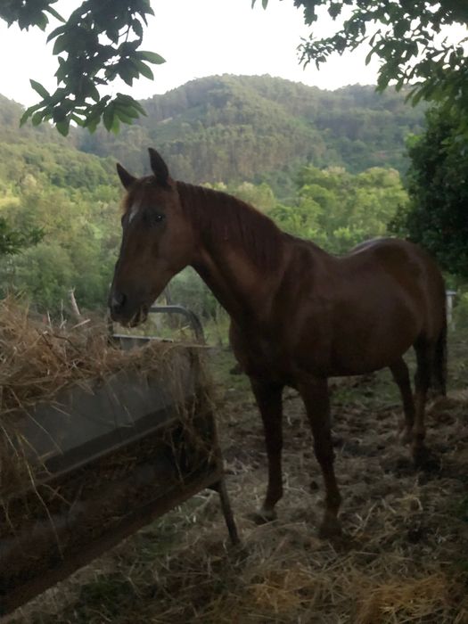 Cavalo manso com 12 anos
