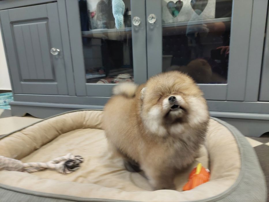 Szpic miniaturowy chłopczyk