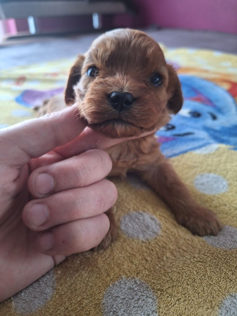 Cavapoo-pude miniatura&cavalier