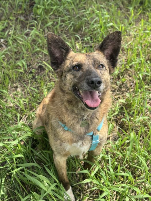 Спокійна собака хлопчик джой