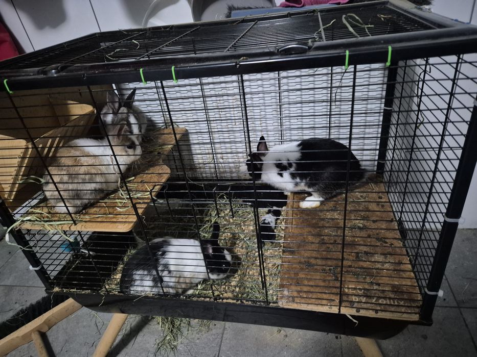 Oddam Kruliki miniaturki z klatką i zapasem karmy .