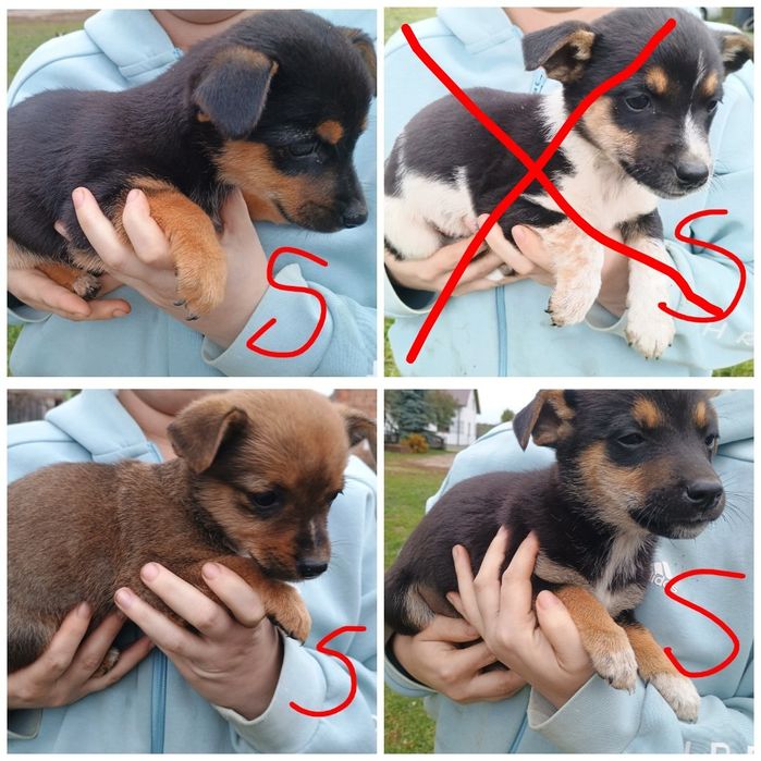 Oddam pieski za darmo