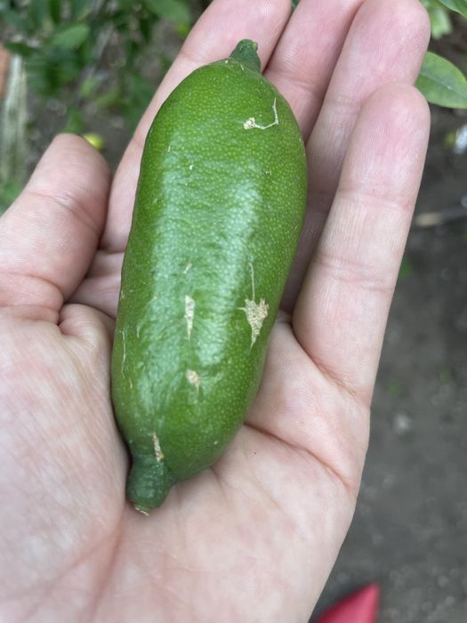 Limao caviar biologico