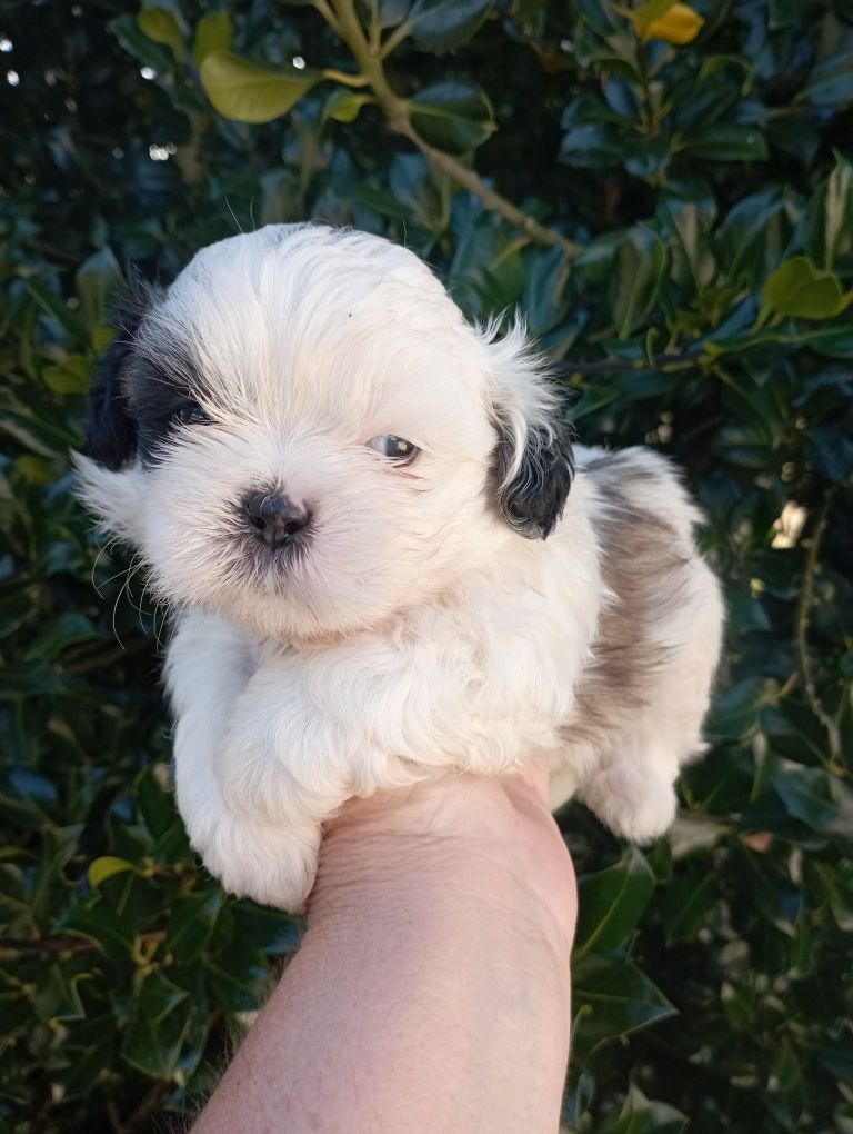 Shih-tzu tricolor