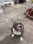 PITBULL american bully