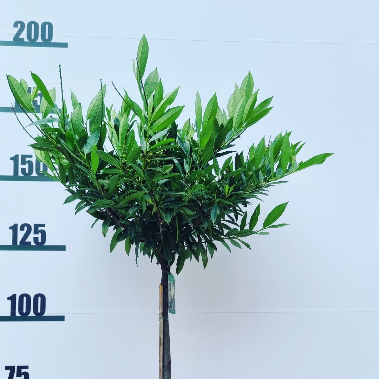 Krzewy Drzewa Bonsai Byliny