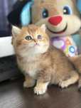 Золота шиншила кошеня/ котенок