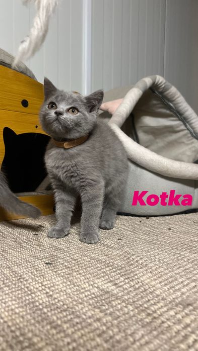 Kot brytyjski / kotka brytyjska