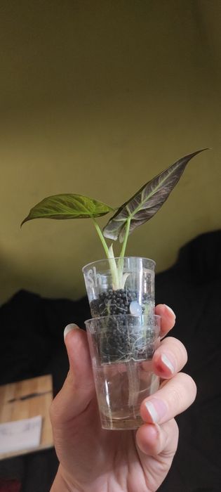 Alocasia Regal Shields