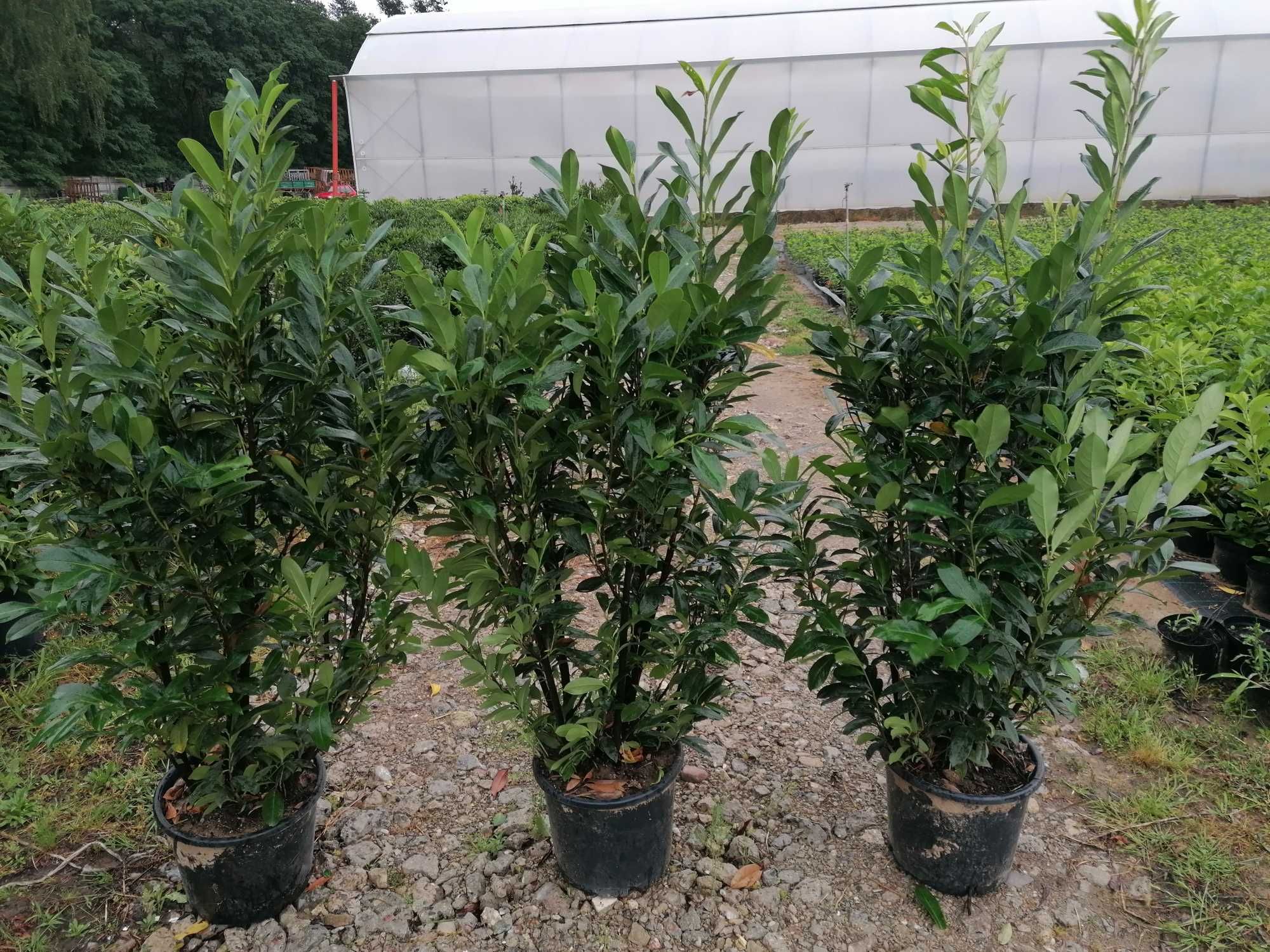 Laurowiśnia wszystkie odmiany dowóz do domu. Wymiar od 110 do 180 cm