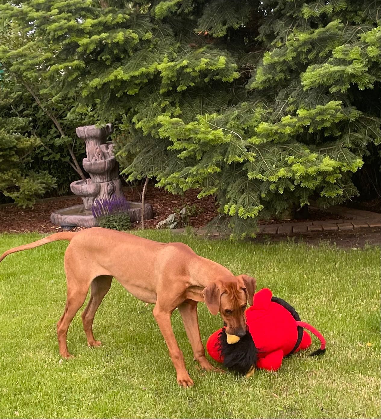 Rhodesian Ridgeback HUGO piesek po Championach