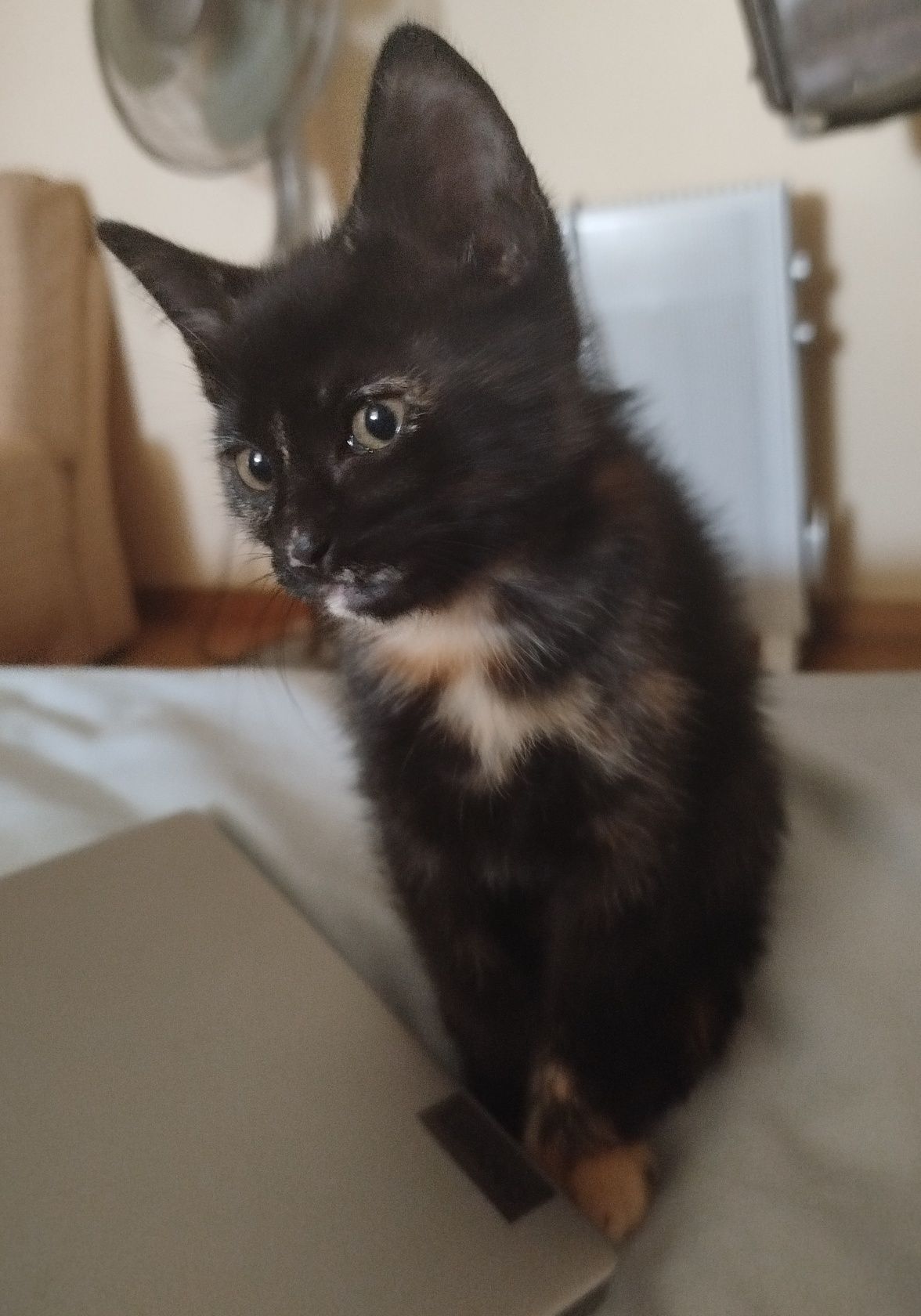 Gatinha para adoção