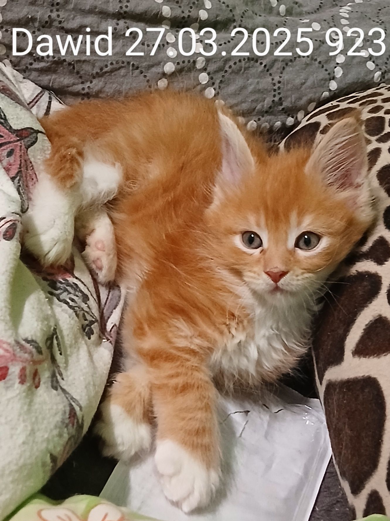 Sprzedam kocurka rasy Maine Coon urodzonego 27.03.2025  o imieniu Dawd