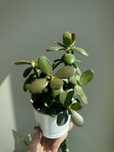 Крассула овата (Crassula ovata)