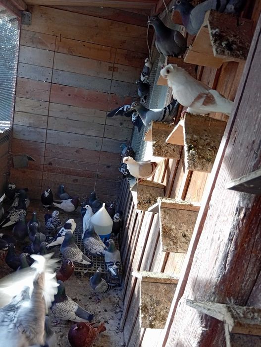 Ryś Polski mewka Polska garlacze