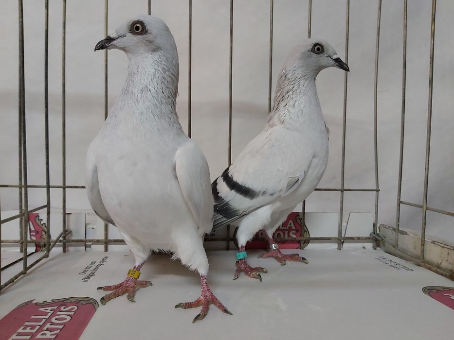 Gołębie Jasne Żałobne