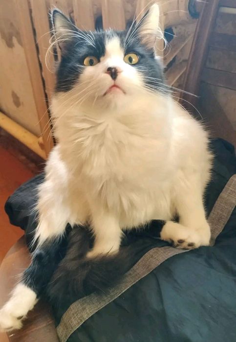 Крупнячок. Чудесный котенок подросток в добрые руки.