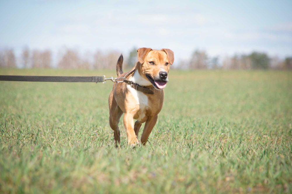 TOTO – wesoły i energiczny psiaczek szuka domu!