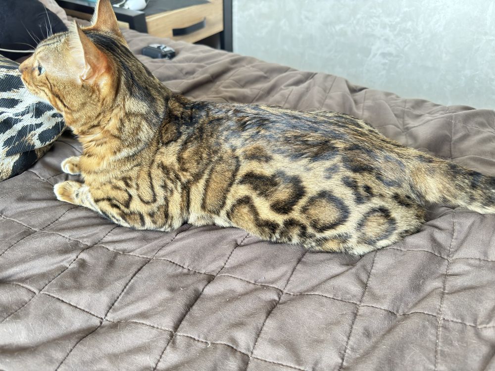Вязка бенгальского кота