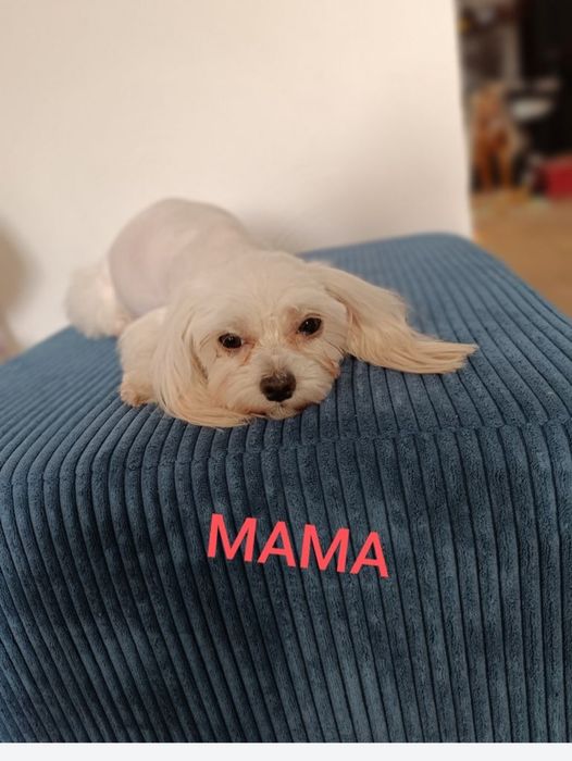 Maltańczyk Suczka ZHPR