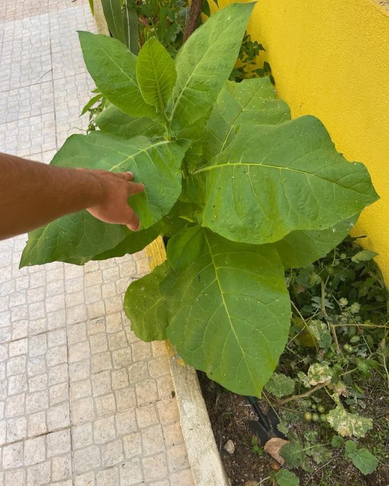 Sementes de tabaco