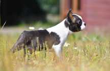 Boston Terrier FCI - suczka