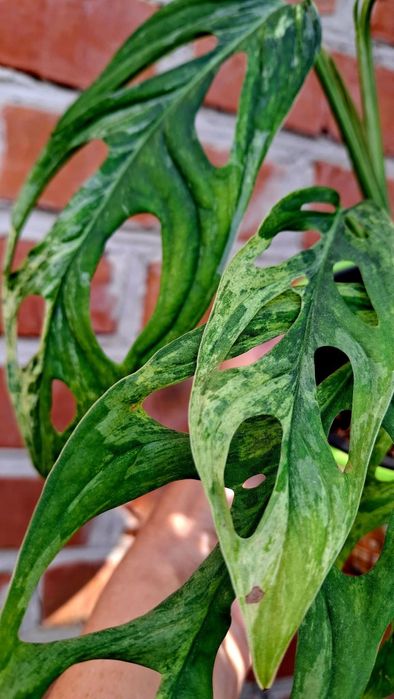 монстера индонезия марбл